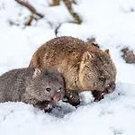 Cradle Mountain Hotel