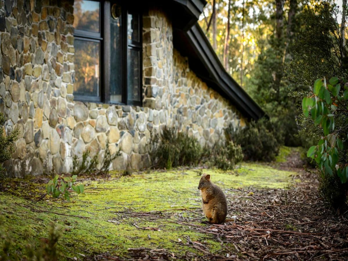 Discovery Parks - Lodge Cradle Mountain