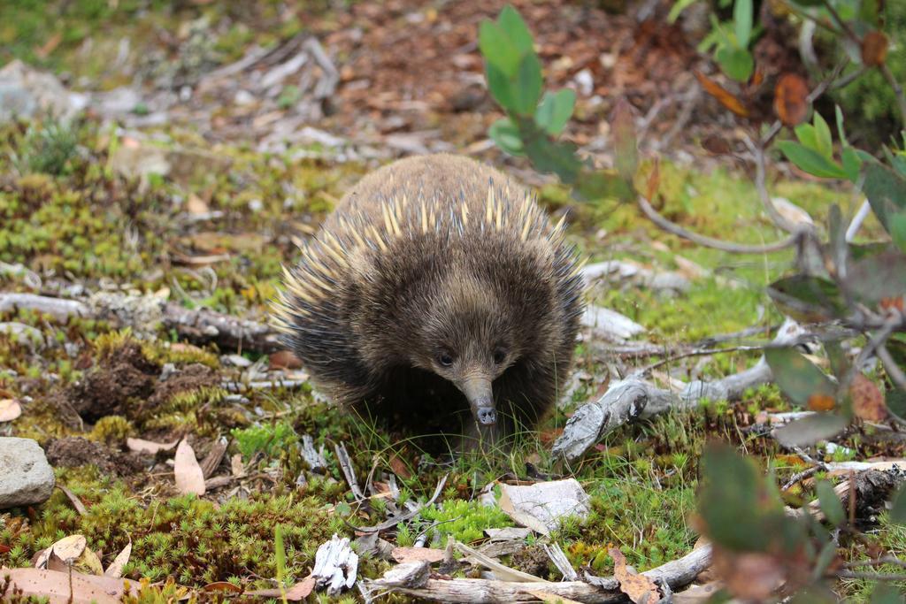 Discovery - 4* Cradle Mountain